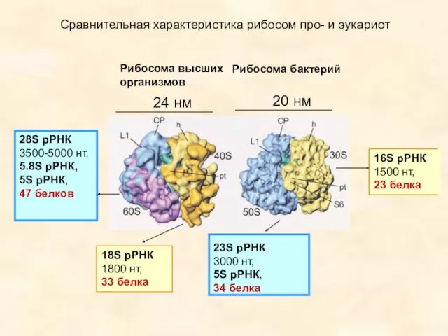 Рибосома высших организмов Рибосома бактерий 28S рРНК 3500-5000 нт, 5.8S