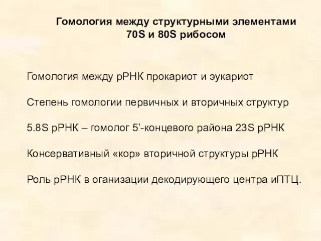 Гомология между структурными элементами 70S и 80S рибосом Гомология между