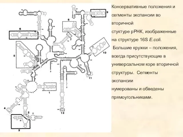 Консервативные положения и сегменты экспансии во вторичной стуктуре рРНК, изображенные