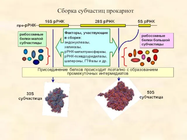 Сборка субчастиц прокариот