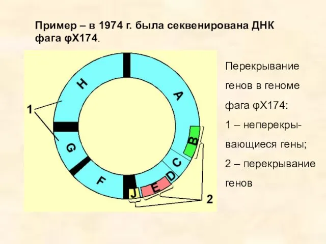 Пример – в 1974 г. была секвенирована ДНК фага φX174.