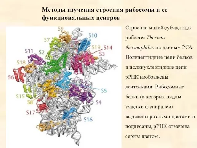 Методы изучения строения рибосомы и ее функциональных центров Строение малой