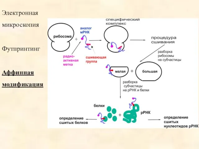 Электронная микроскопия Футпринтинг Аффинная модификация