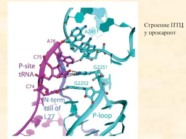 Строение ПТЦ у прокариот