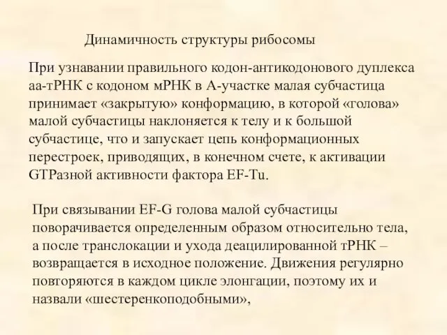 Динамичность структуры рибосомы При узнавании правильного кодон-антикодонового дуплекса аа-тРНК с