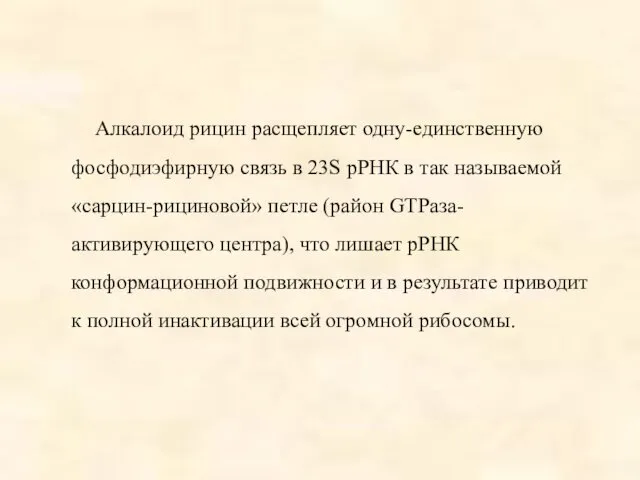 Алкалоид рицин расщепляет одну-единственную фосфодиэфирную связь в 23S рРНК в