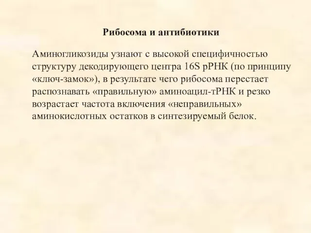 Рибосома и антибиотики Аминогликозиды узнают с высокой специфичностью структуру декодирующего