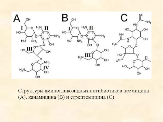 Структуры аминогликозидных антибиотиков неомицина (А), канамицина (В) и стрептомицина (С)