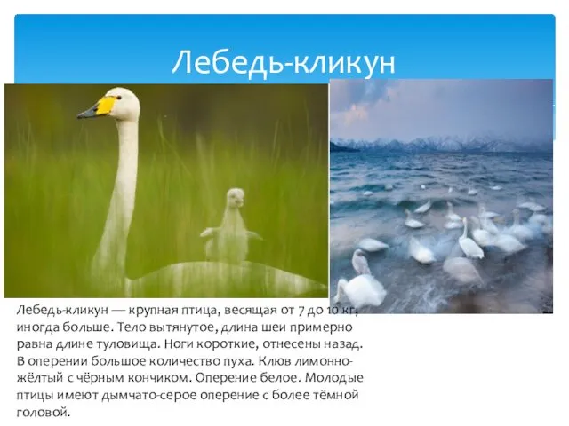 Лебедь-кликун Лебедь-кликун — крупная птица, весящая от 7 до 10