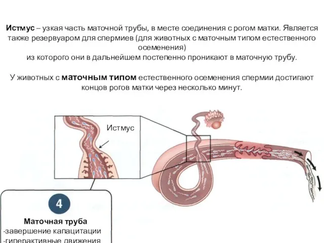 Истмус Маточная труба -завершение капацитации -гиперактивные движения Истмус – узкая часть маточной трубы,