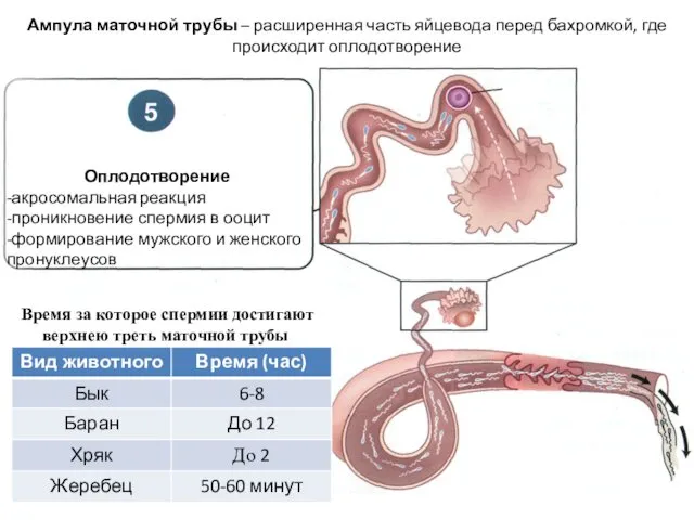 Оплодотворение -акросомальная реакция -проникновение спермия в ооцит -формирование мужского и женского пронуклеусов Ампула