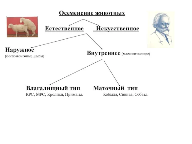 Осеменение животных Естественное Искусственное Наружное (беспозвоночные, рыбы) Внутреннее (млекопитающие) Влагалищный тип Маточный тип