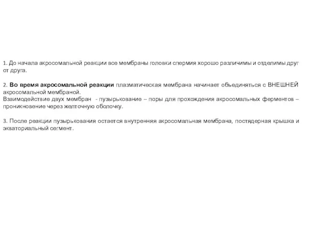 1. До начала акросомальной реакции все мембраны головки спермия хорошо