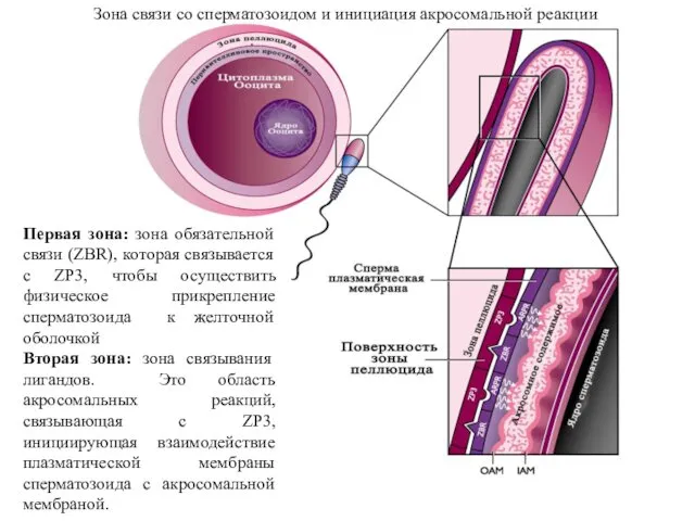 Зона связи со сперматозоидом и инициация акросомальной реакции Первая зона: зона обязательной связи