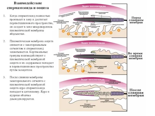 Взаимодействие сперматозоида и ооцита Когда сперматозоид полностью проникает в зону и достигает периветеллинового