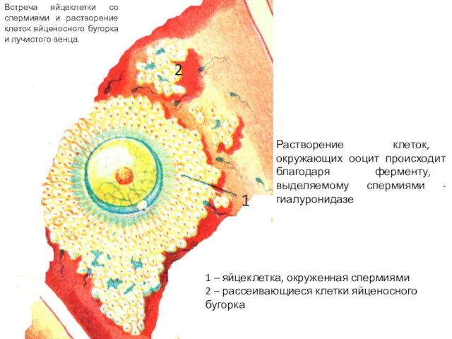 Встреча яйцеклетки со спермиями и растворение клеток яйценосного бугорка и лучистого венца. 1