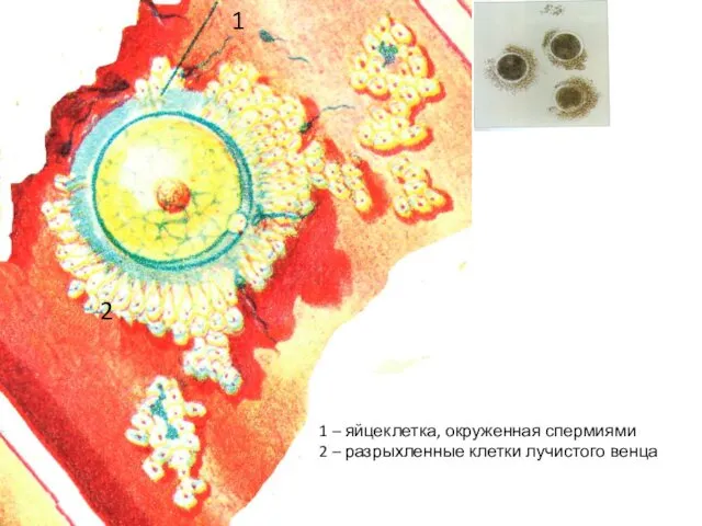 1 2 1 – яйцеклетка, окруженная спермиями 2 – разрыхленные клетки лучистого венца