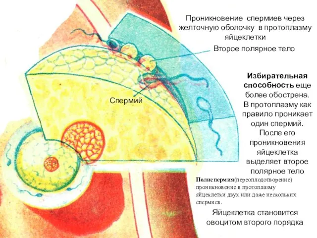 Второе полярное тело Спермий Проникновение спермиев через желточную оболочку в протоплазму яйцеклетки Избирательная
