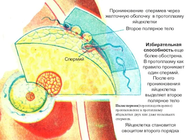 Второе полярное тело Спермий Проникновение спермиев через желточную оболочку в