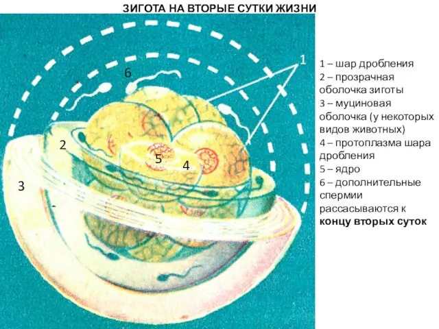 ЗИГОТА НА ВТОРЫЕ СУТКИ ЖИЗНИ 1 – шар дробления 2