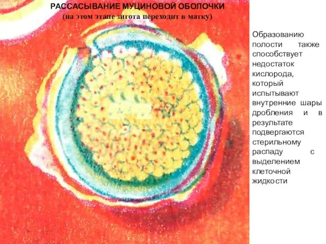 РАССАСЫВАНИЕ МУЦИНОВОЙ ОБОЛОЧКИ (на этом этапе зигота переходит в матку) Образованию полости также