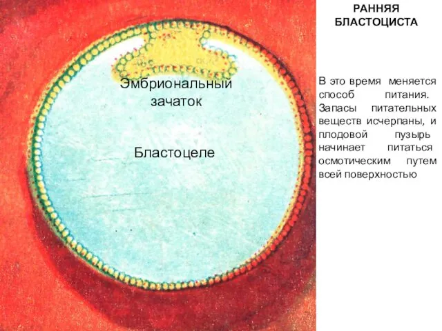 РАННЯЯ БЛАСТОЦИСТА Бластоцеле Эмбриональный зачаток В это время меняется способ питания. Запасы питательных