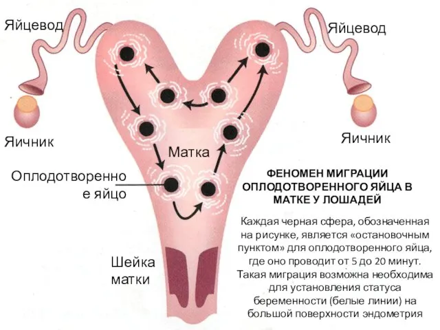 Матка Шейка матки Яичник Яичник Яйцевод Яйцевод Оплодотворенное яйцо ФЕНОМЕН