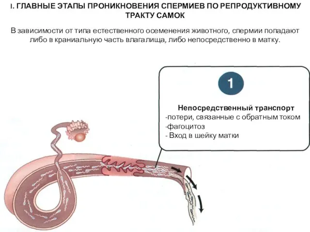 I. ГЛАВНЫЕ ЭТАПЫ ПРОНИКНОВЕНИЯ СПЕРМИЕВ ПО РЕПРОДУКТИВНОМУ ТРАКТУ САМОК Непосредственный