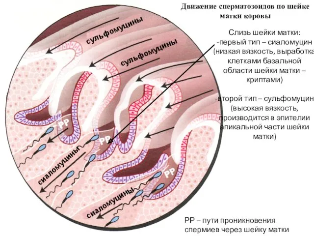 Движение сперматозоидов по шейке матки коровы Слизь шейки матки: -первый тип – сиаломуцин
