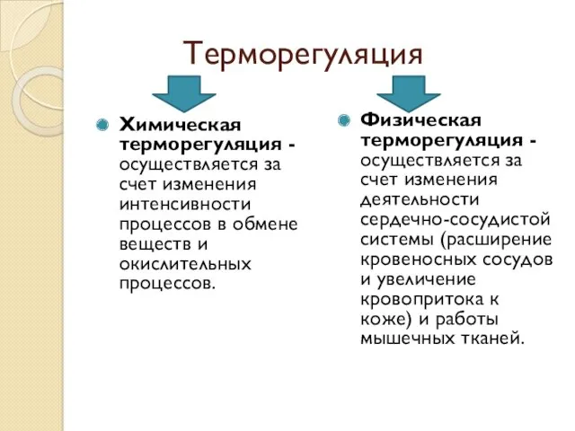 Терморегуляция Химическая терморегуляция - осуществляется за счет изменения интенсивности процессов