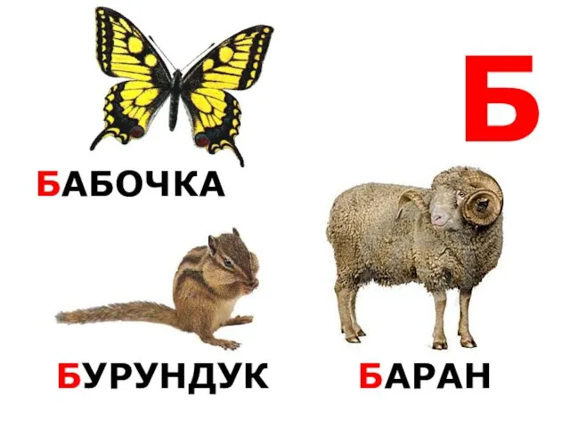 Б БАБОЧКА БУРУНДУК БАРАН