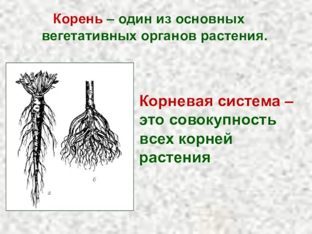 Корень – один из основных вегетативных органов растения. Корневая система – это совокупность всех корней растения