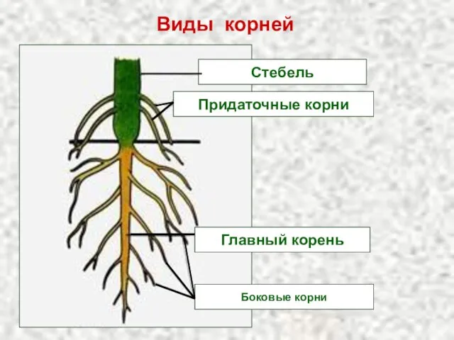 Стебель Придаточные корни Главный корень Боковые корни Виды корней
