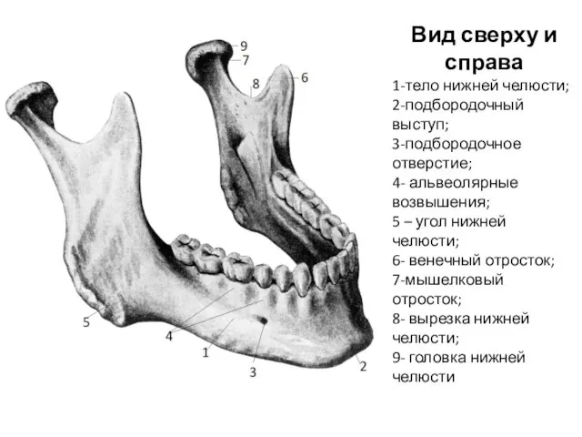 Вид сверху и справа 1-тело нижней челюсти; 2-подбородочный выступ; 3-подбородочное отверстие; 4- альвеолярные