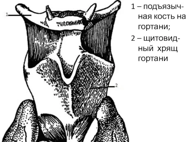 1 – подъязыч-ная кость на гортани; 2 – щитовид-ный хрящ гортани