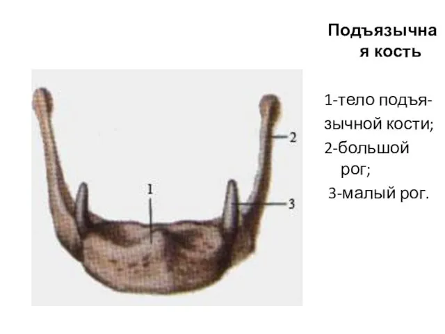 Подъязычная кость 1-тело подъя- зычной кости; 2-большой рог; 3-малый рог.