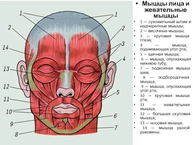 Мышцы лица и жевательные мышцы 1 — сухожильный шлем и надчерепные мышцы; 2