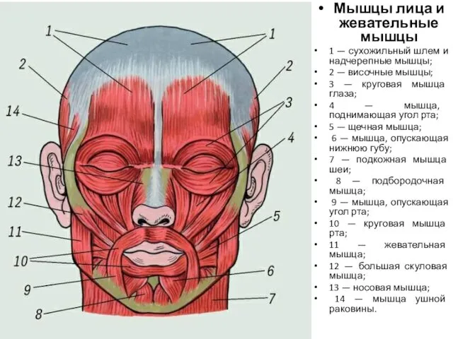 Мышцы лица и жевательные мышцы 1 — сухожильный шлем и