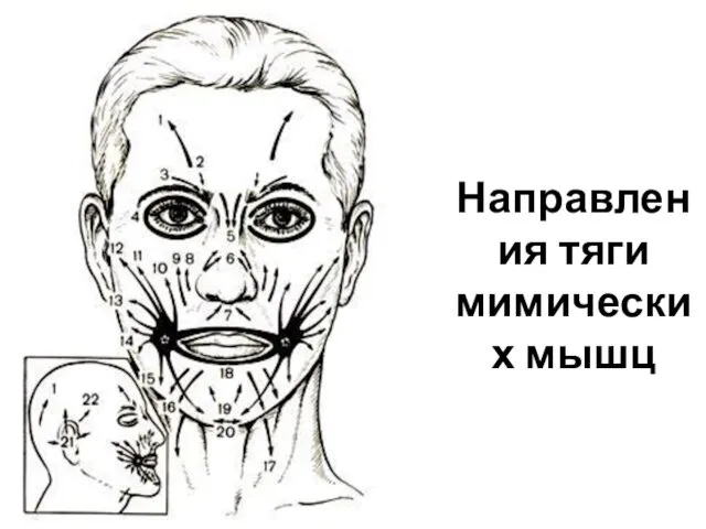 Направления тяги мимических мышц