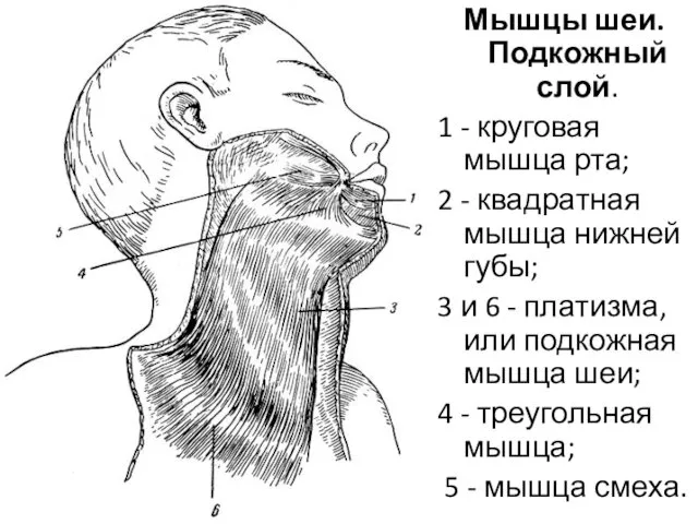 Мышцы шеи. Подкожный слой. 1 - круговая мышца рта; 2 - квадратная мышца