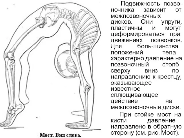 Подвижность позво-ночника зависит от межпозвоночных дисков. Они упруги, пластичны и