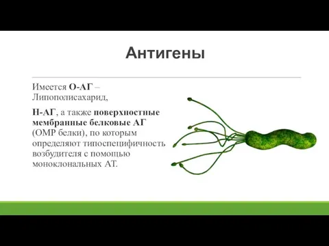 Антигены Имеется О-АГ – Липополисахарид, Н-АГ, а также поверхностные мембранные