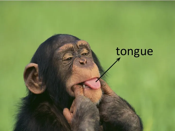 tongue