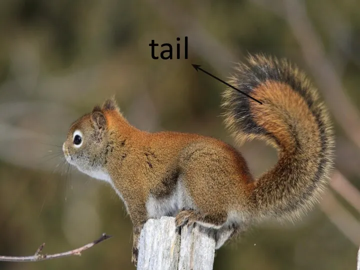 tail