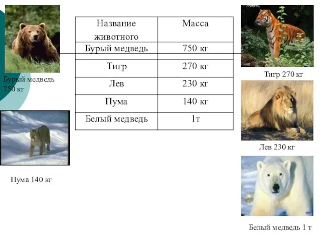 Бурый медведь 750 кг Пума 140 кг Белый медведь 1 т Лев 230