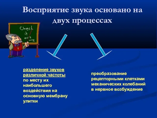 Восприятие звука основано на двух процессах разделение звуков различной частоты