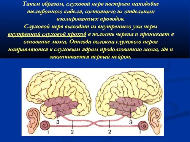 Таким образом, слуховой нерв построен наподобие телефонного кабеля, состоящего из