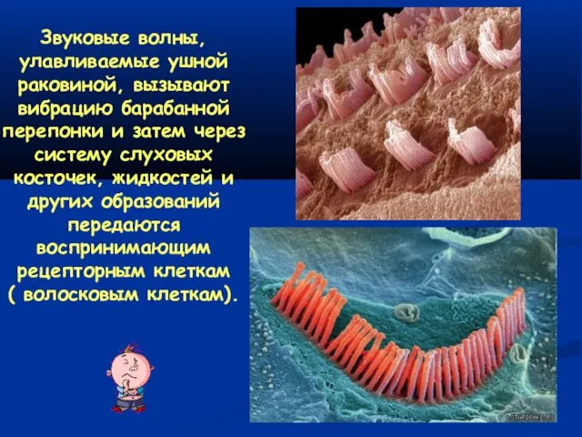 Звуковые волны, улавливаемые ушной раковиной, вызывают вибрацию барабанной перепонки и