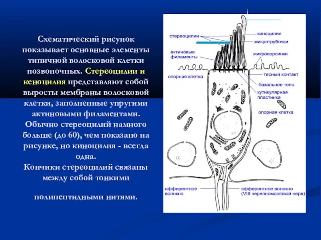 Схематический рисунок показывает основные элементы типичной волосковой клетки позвоночных. Стереоцилии