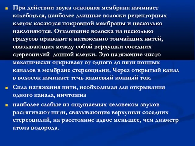 При действии звука основная мембрана начинает колебаться, наиболее длинные волоски